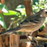 Chalk-browed Mockingbird